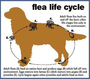 Natural Flea and Tick Treatments