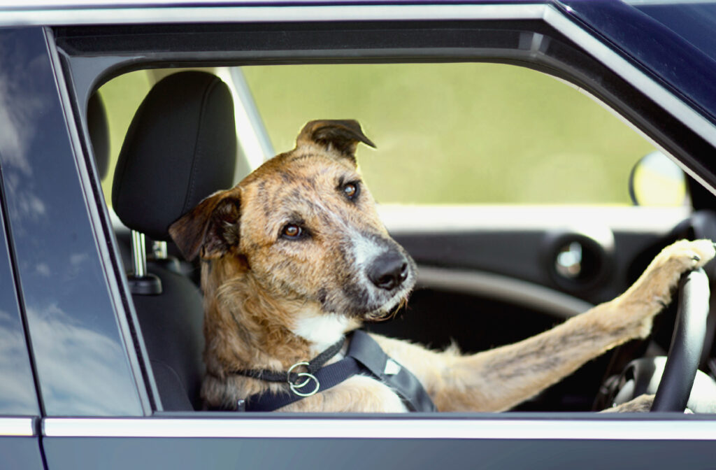 Helping Your Nervous Pup Become Comfortable with Car Rides