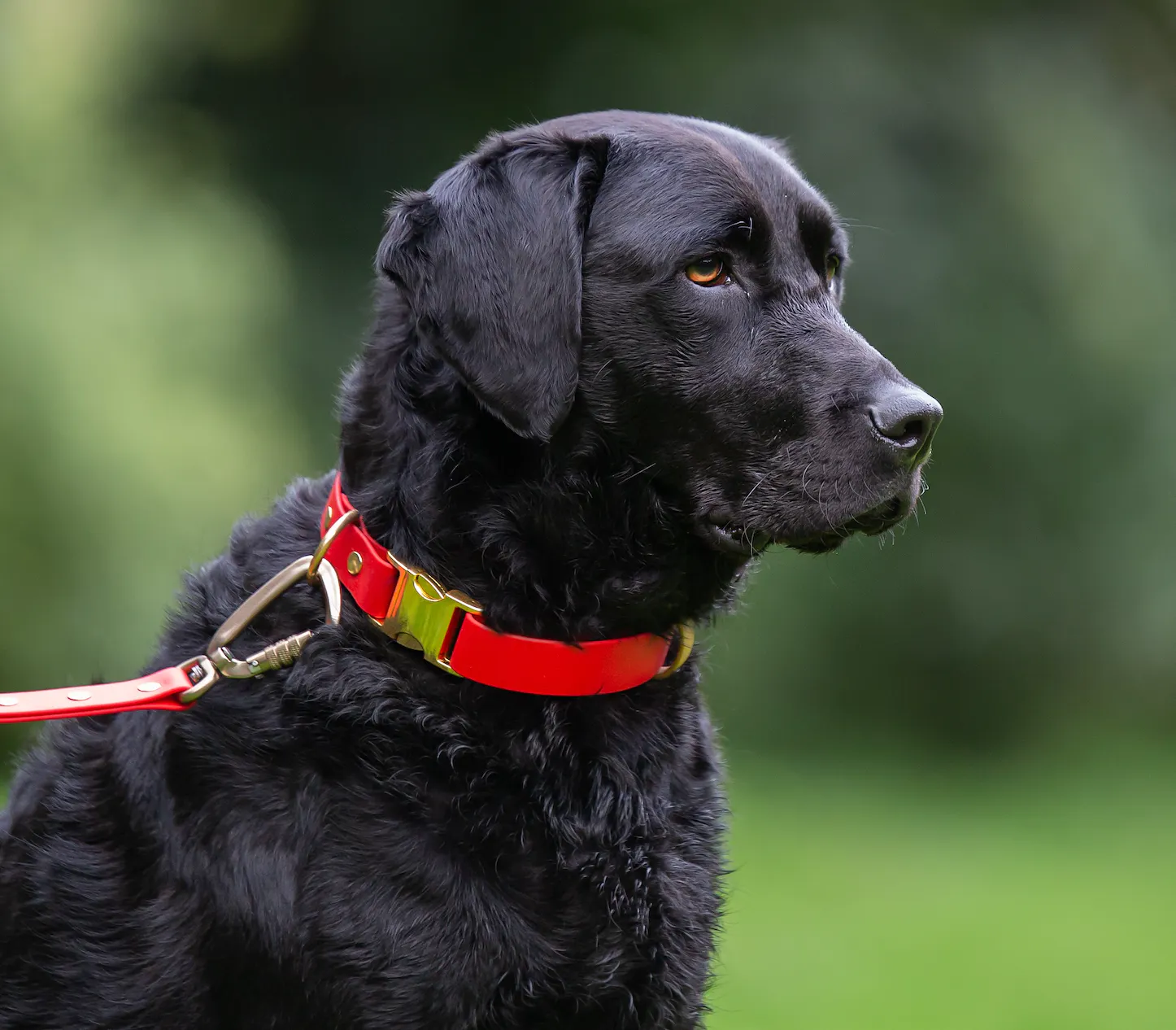 Dog Collar Styles for Every Dog
