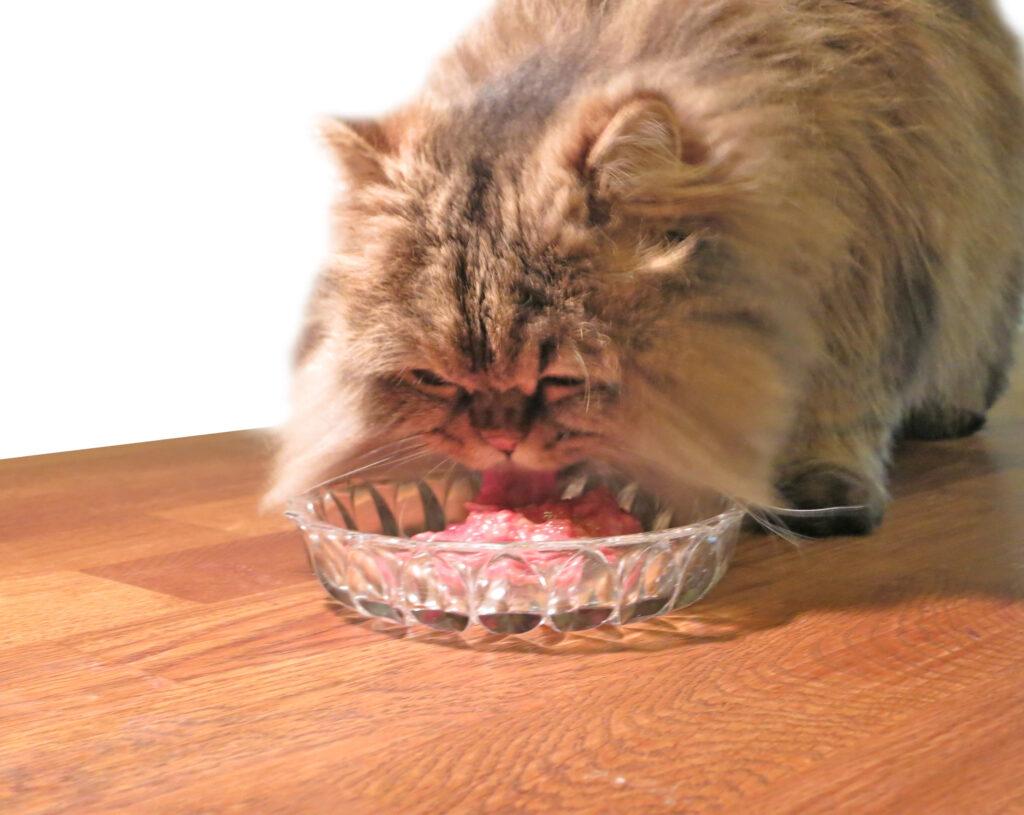 Why Cats Need a Balanced Raw Food Diet