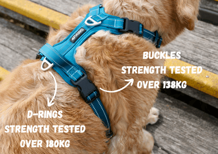 Adventure Harness